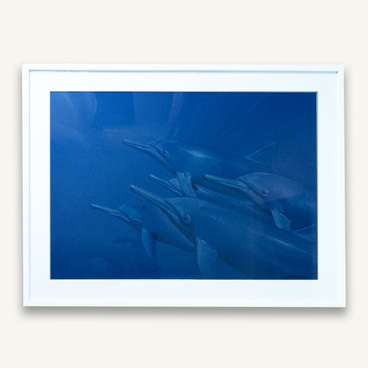 Pack of Dolphins